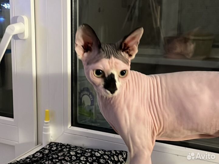 Канадский сфинкс вязка