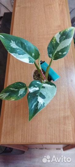 Филодендроны Белая, Розовая Принцессы, Вайт Визарт