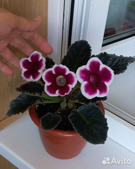 Комнатные цветы