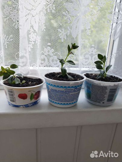 Гипоцирта (нематантус)