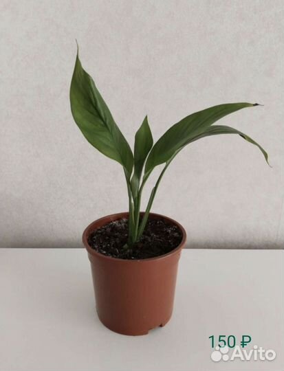 Комнатные растения Спатифиллум