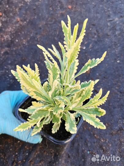 Сортовая мята и пряные травы