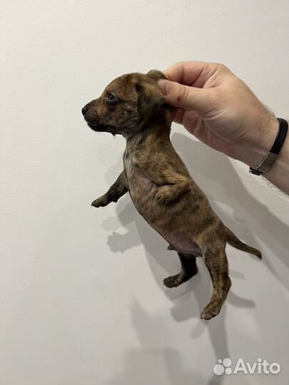 Щенок метис