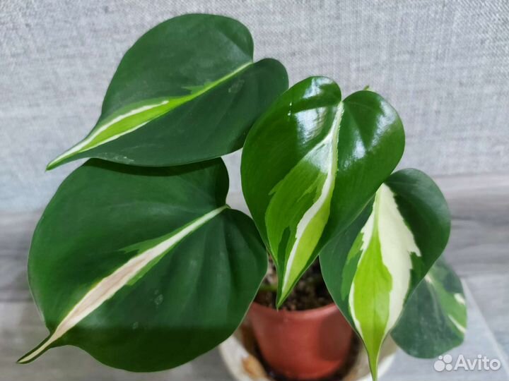 Сциндапсус мунлайт, филодендрон