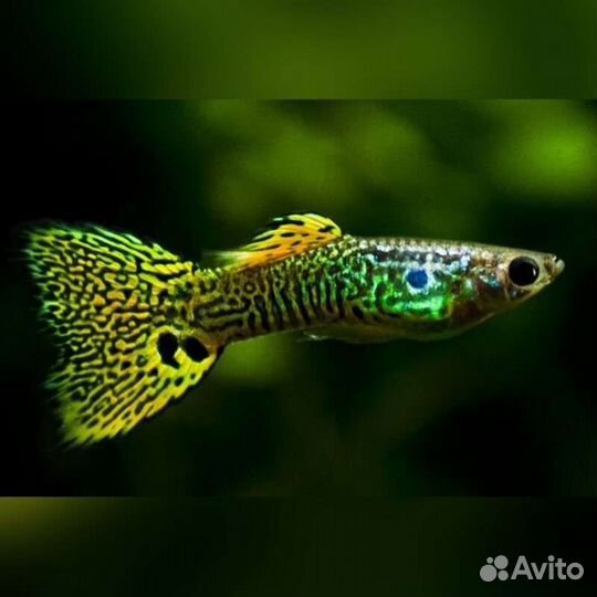 Гуппи зелёная кобра