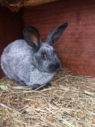 Продам кроликов