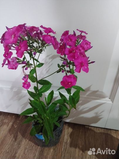 Флоксы многолетние трехлетка 3-4 ветки