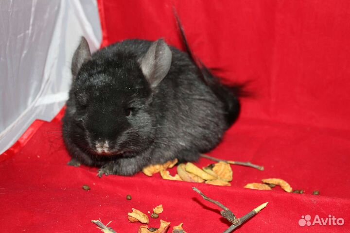 Шиншиллы и шиншиллята