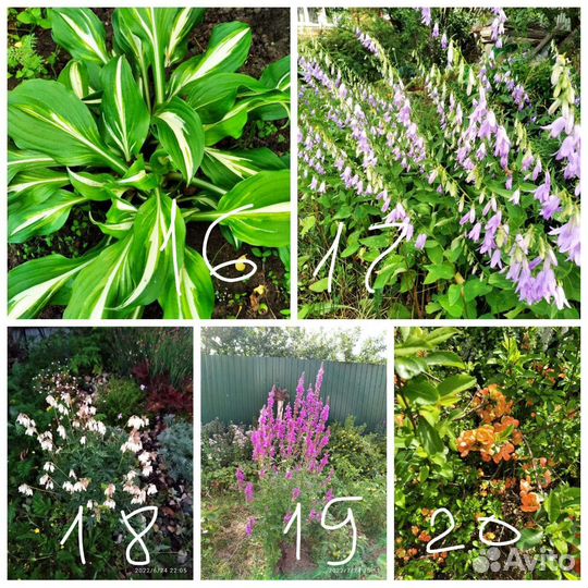 Многолетники для сада