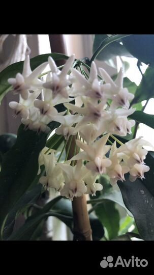 Хойи укорененные и на срез, большой выбор