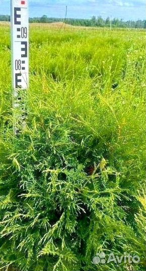 Туя вудварди оптом из питомника