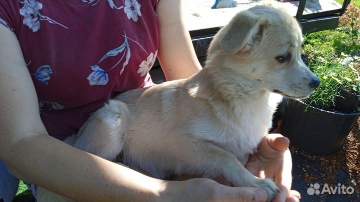 Щенки в добрые руки