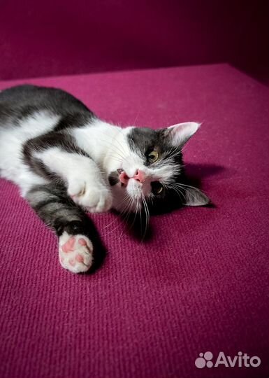 Озорной и добрый Тоторо ищет дом