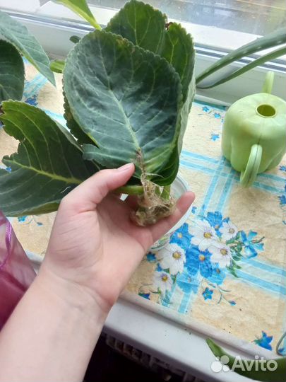 Детки глоксинии