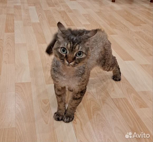 Девон-рекс вязка