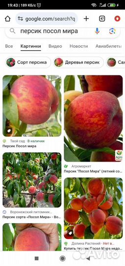 Персик, абрикос, черешня