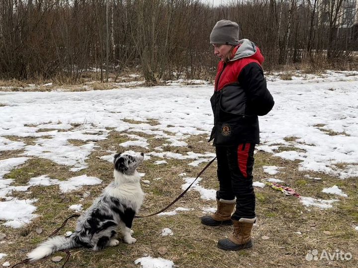 Кинолог. Дрессировка и воспитание собак и щенков