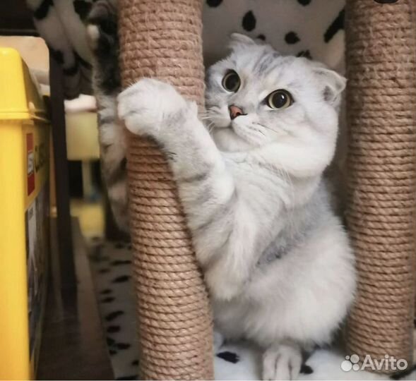 Передержка кошек и собак(и др.животных)