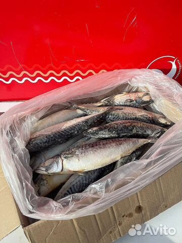 Скумбрия атлантическая