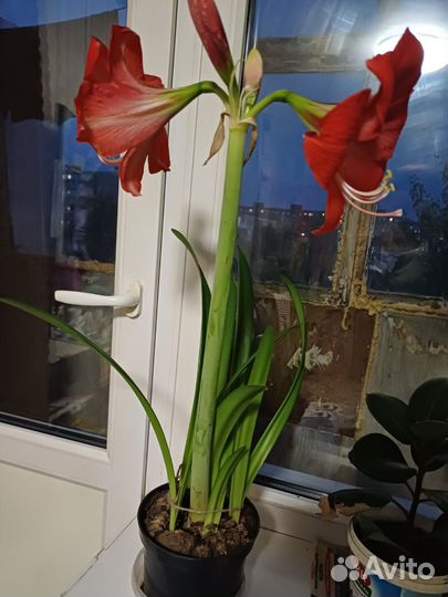 Гиппиаструм