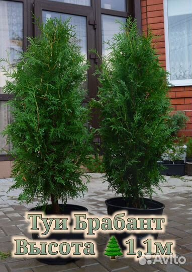 Туя Смарагд Колумна Шаровидная Вудвурди Брабант