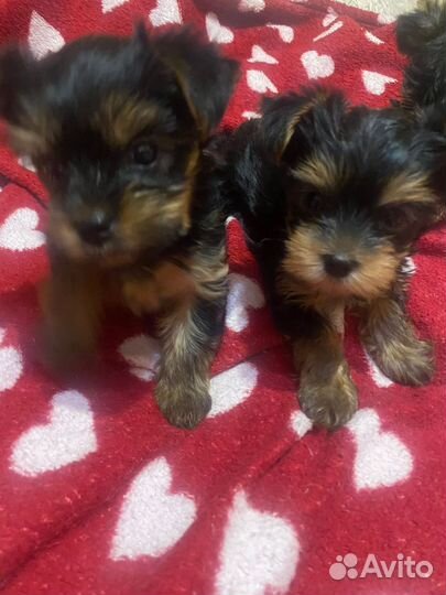 Йоркширский терьер