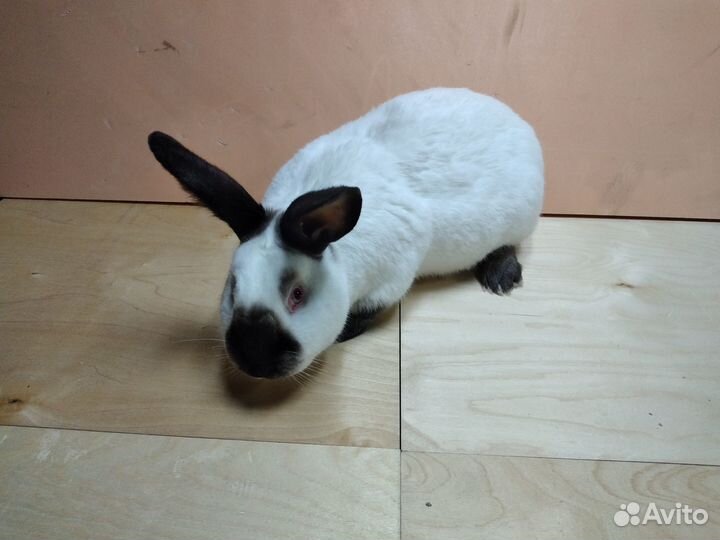 Кролики#Калифорнийская порода#Кролики на мясо#