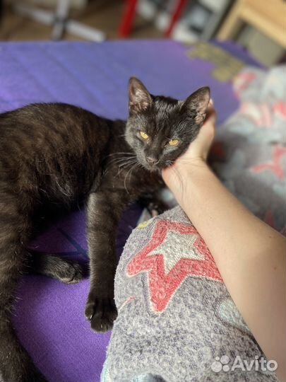 Котенок в добрые руки