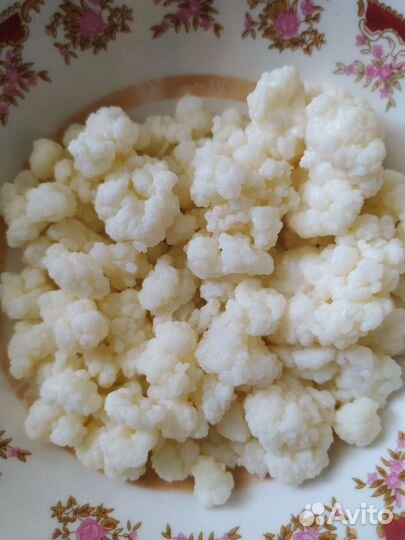 Кефирный тибетский молочный гриб