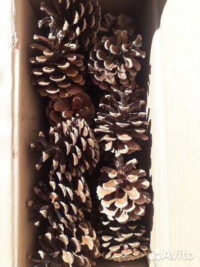 Набор шишек