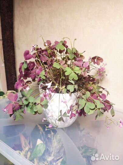 Интерьерные растения