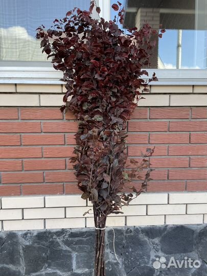 Слива крастнолистная