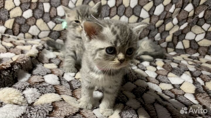 Шотландские котята шиншилла