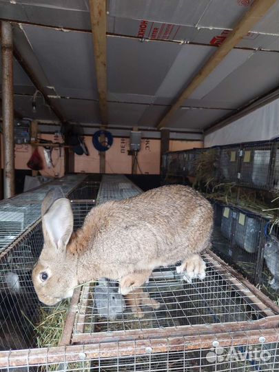 Кролики мясных пород, мясо кролика