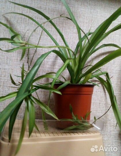 Хлорофитум