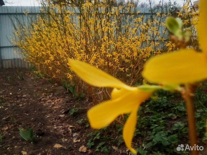 Форзиция. Жасмин алыча. Вишня войлочная