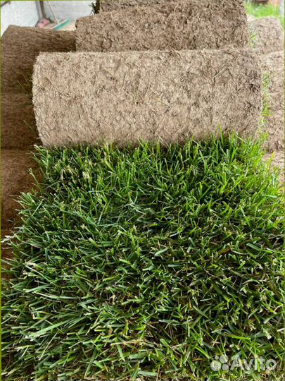 Газон в рулонах, элитные сорта