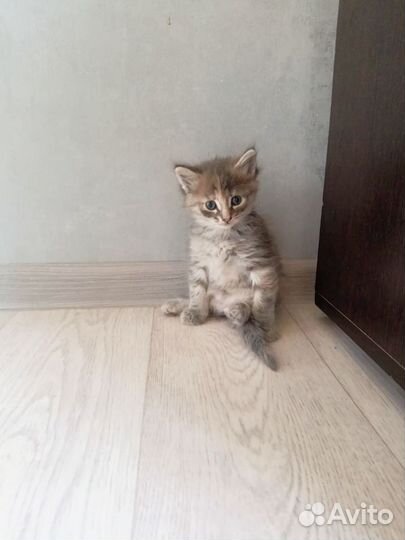 Котята мейн-кун