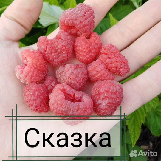 Малина летняя сорт 