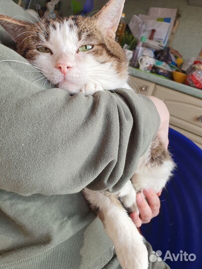 Кот в поиске мамы и дома