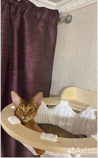 Когтеточка настенная, комплекс для кошки