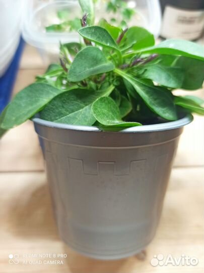 Петунья вегетативная тумбелина Присцилла