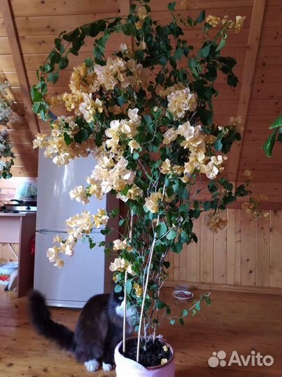 Бугенвиллия