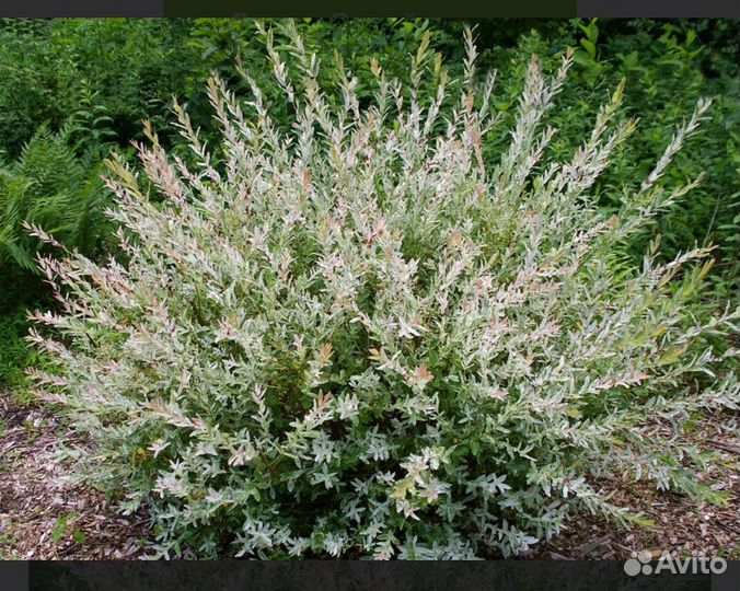 Ива хакуро нишики, скумпия