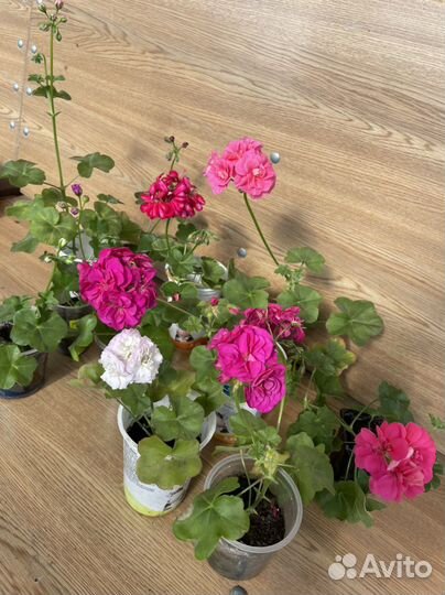 Продам плющелистную герань