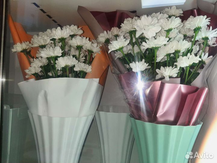 Хризантема