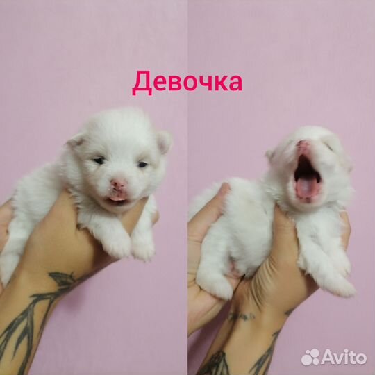 Шпиц щенки