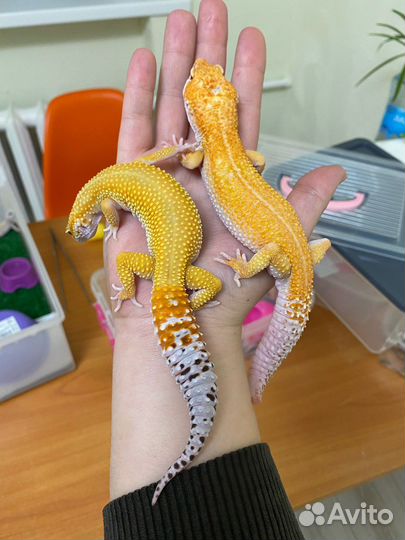 Передержка собак, кошек, грызунов, птиц