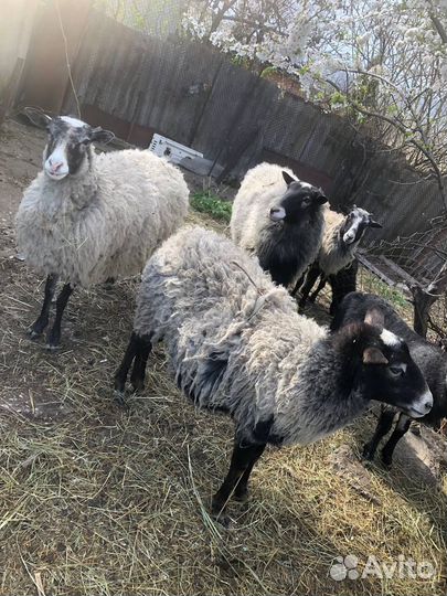 Романовские овцы