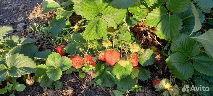 Виктория клубника рассада